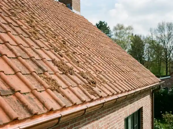Pannendak enkele weken na de behandeling, met verkleurde resten korstmos