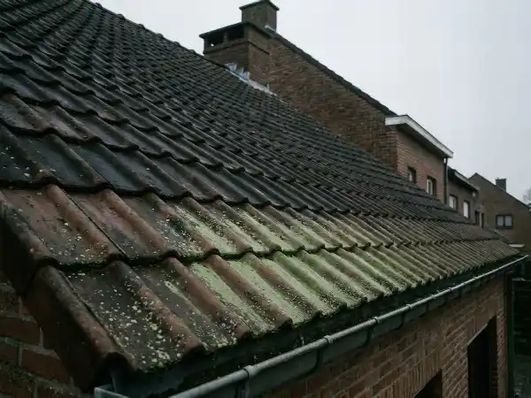 Lichtgroene waas op de onderste pannenrijen, een eerste teken van nieuwe groei