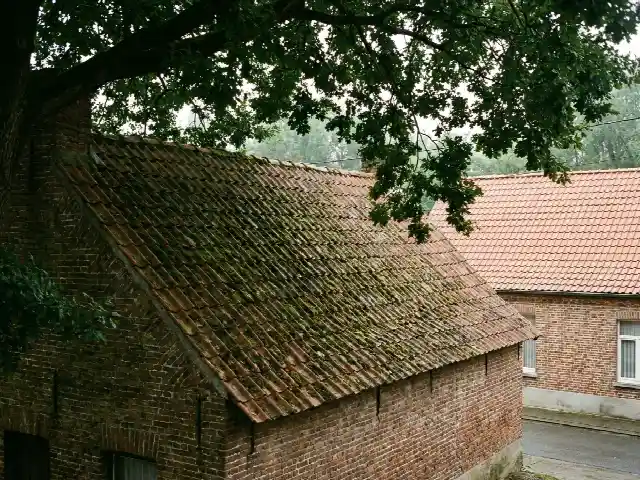 Bemost dakvlak aan de schaduwkant onder een grote boom